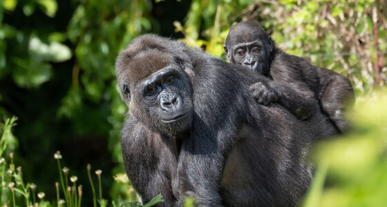Quénia e Uganda, viagem em grupo da Pinto Lopes Viagens