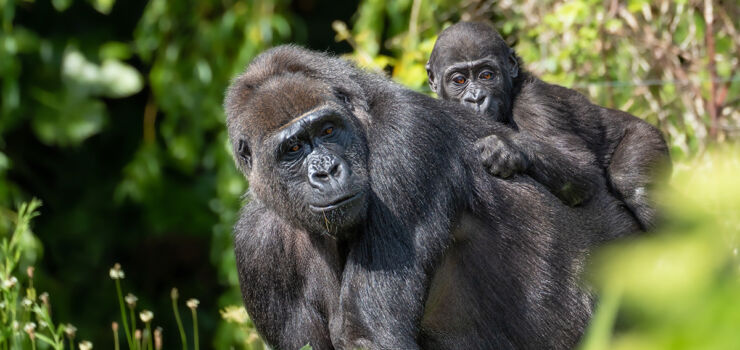 Quénia e Uganda, viagem em grupo da Pinto Lopes Viagens