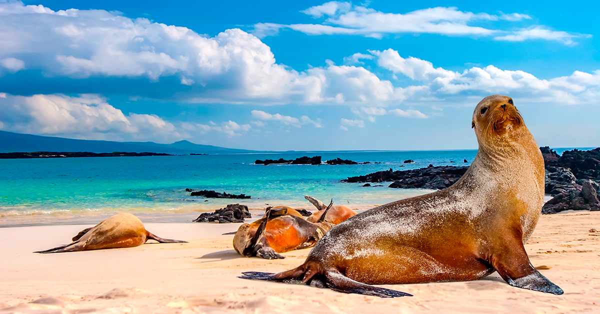 Equador E Galapagos Pinto Lopes Viagens