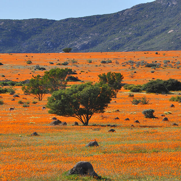 Namaqualand Namaqualand