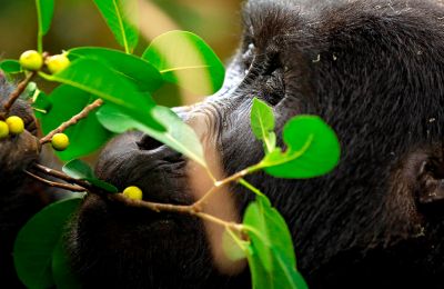 Uganda | Pinto Lopes Viagens
