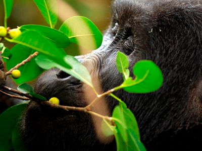 Uganda | Pinto Lopes Viagens