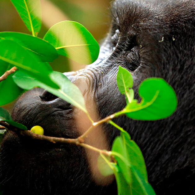 Uganda-2 Uganda | Pinto Lopes Viagens