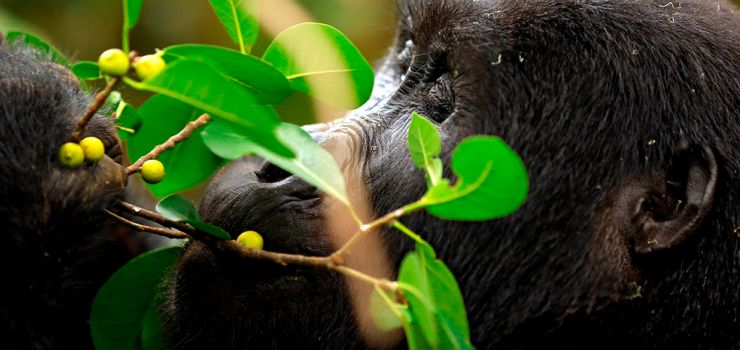 Uganda | Pinto Lopes Viagens